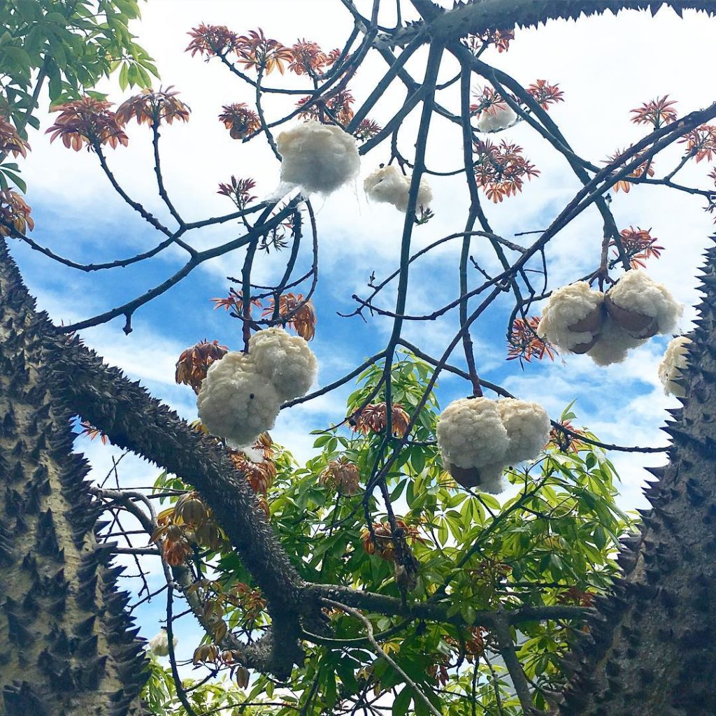 @thehorticult: Our local silk floss tree (not kapok but same genus – thanks @kwic13) is ready t…