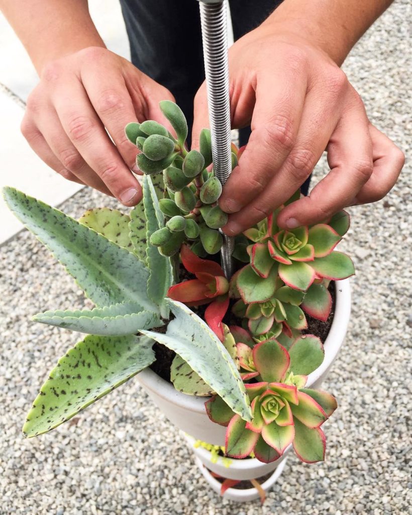 @thehorticult: A recap of our vertical gardening demo at @pottedstore in Santa Monica featuring…