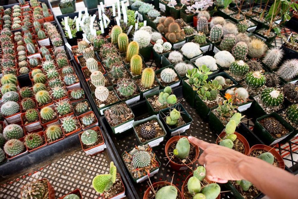 @thehorticult: Final day to take your pick from thousands of oddball succulents at the annual S…