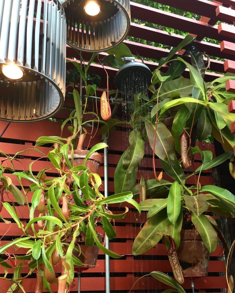 @thehorticult: Our Nepenthes habitat doubles as an outdoor shower. Most tropical pitcher plants…