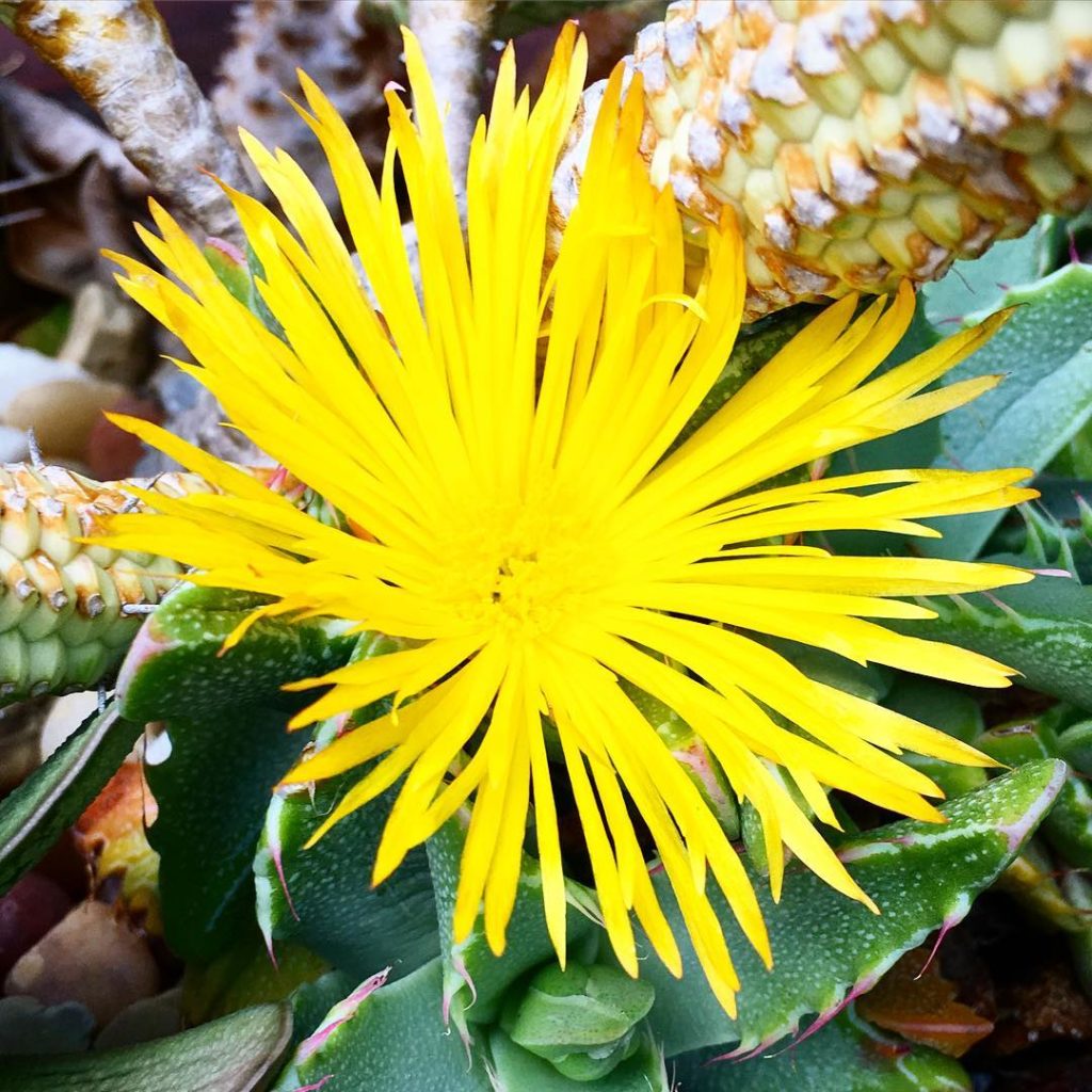 @thehorticult: We’re enjoying the daily opening of our tiger’s jaw (Faucaria tigrina) bloom It’…