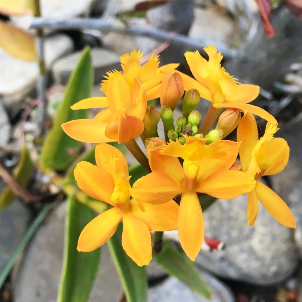 @thehorticult: Happy Sunday! ️ We’re happy because the epidendrum orchid that we picked up at t…