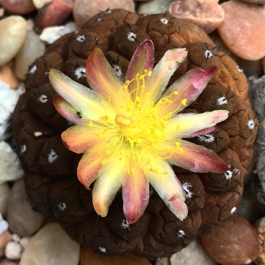 @thehorticult: Our very first Copiapoa bloom  This is a Copiapoa barquitensis that we picked up…