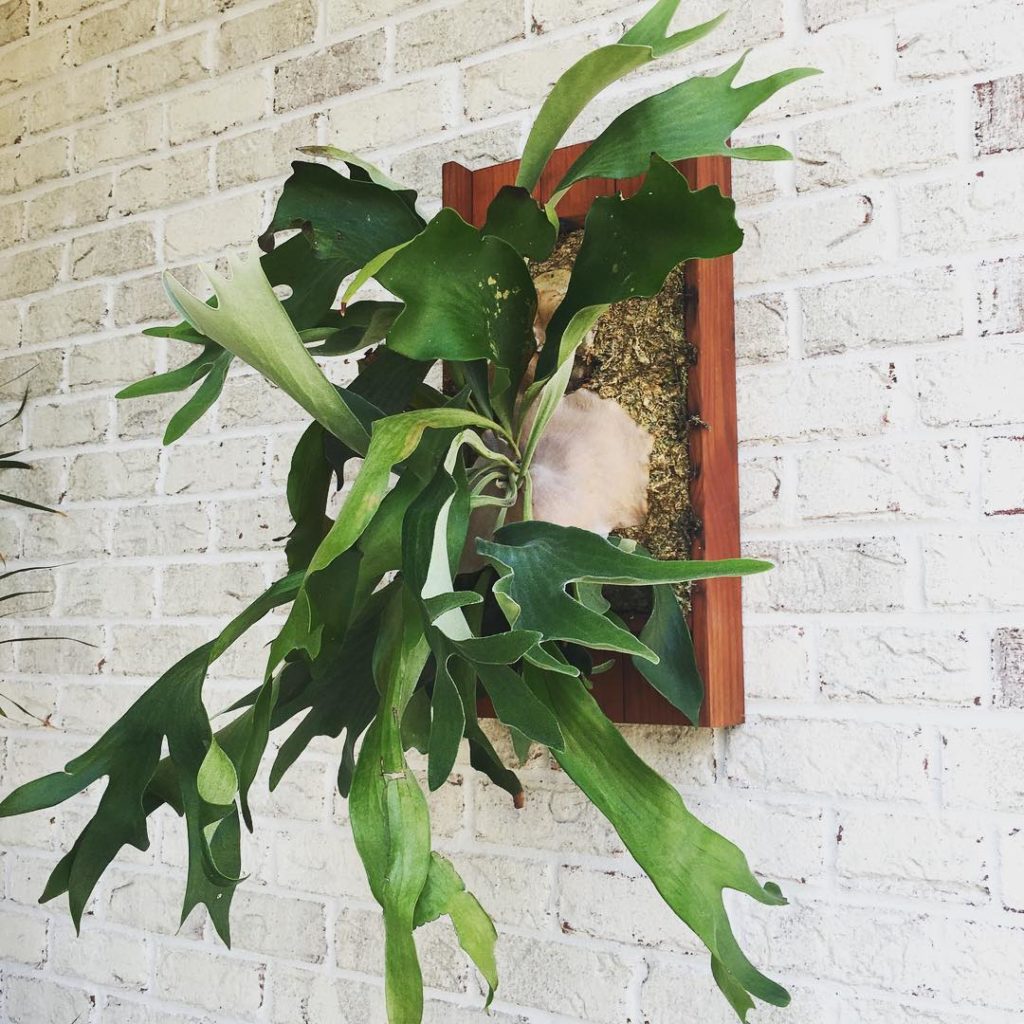 @thehorticult: Checked in on the demo elkhorn fern planter we made last year for the parents N…
