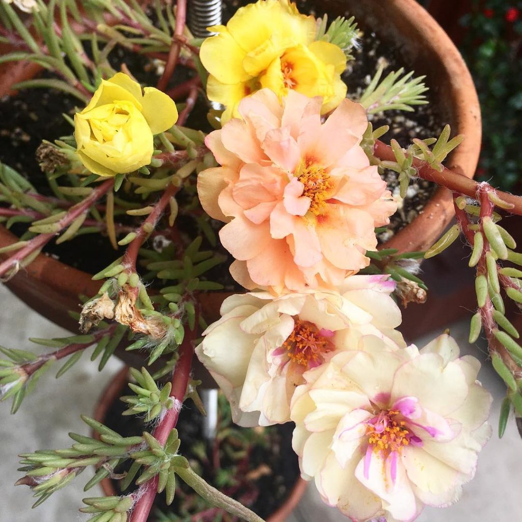 @thehorticult: Currently adoring these flowing portulaca flowers in the vertical clay pots Thi…