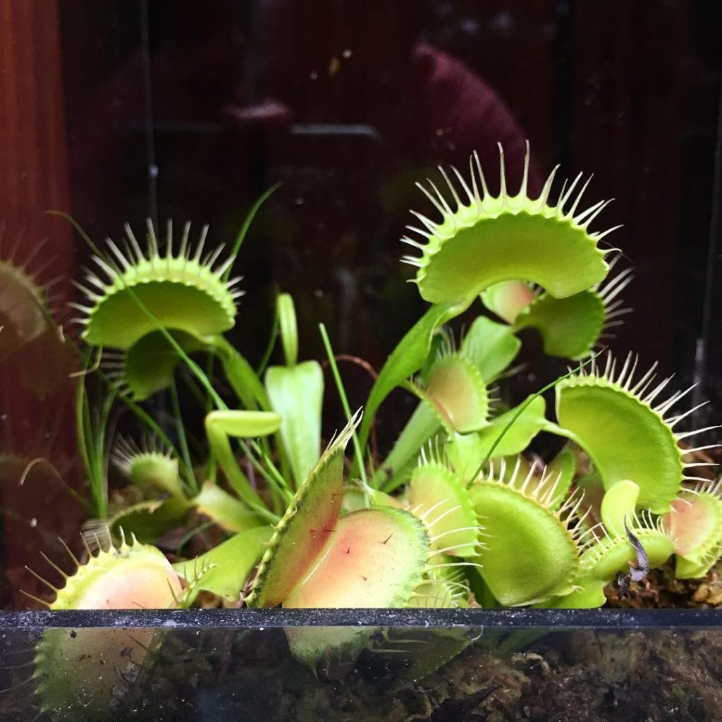 @thehorticult: After we transplanted this ‘B-52’ flytrap into 100% long fiber sphagnum moss it …