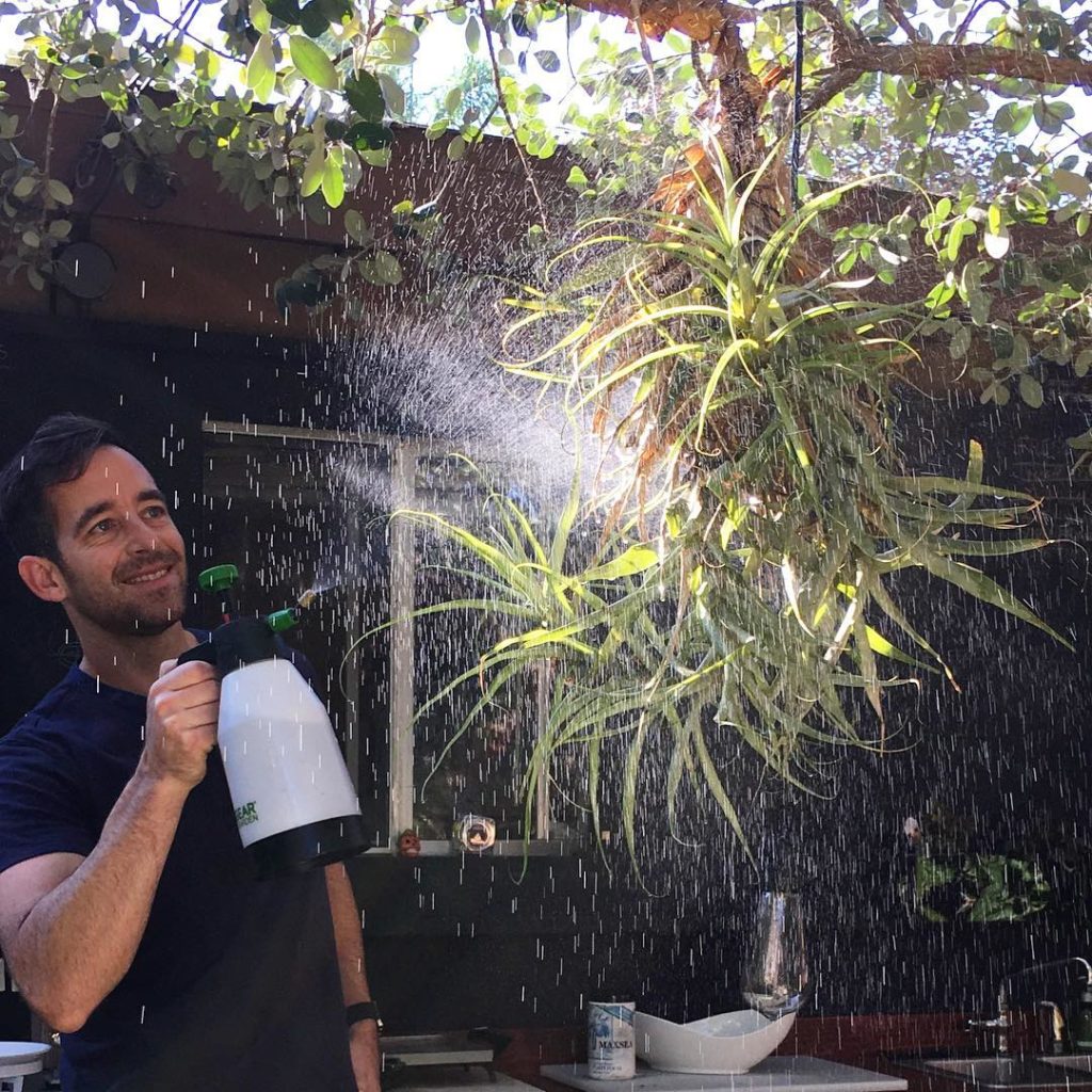 @thehorticult: Morning mist on the air plant chandelier This monster-sized air plant is a Tilla…