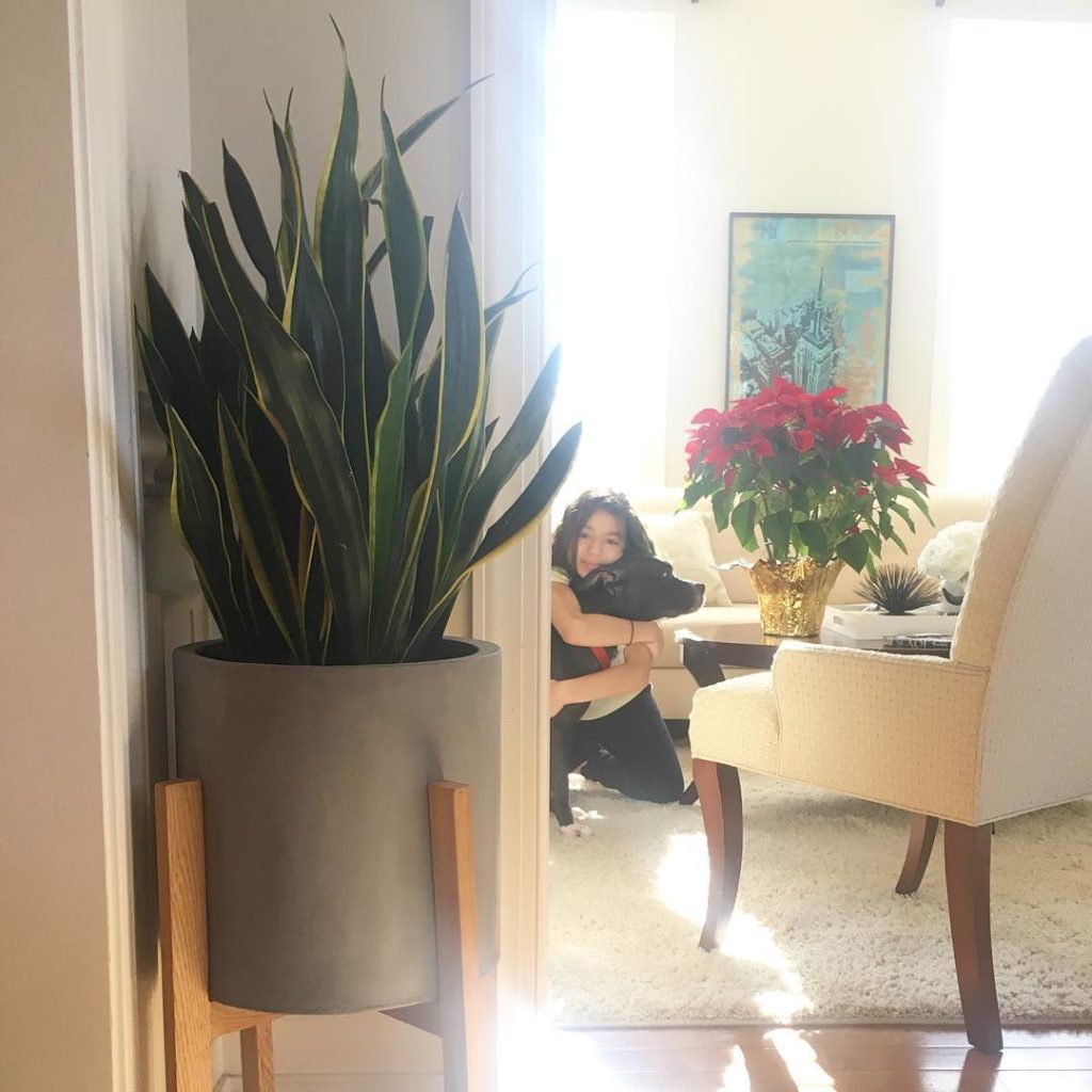 @thehorticult: Maybe it’s time to give mother-in-laws tongue another chance this holiday 🤣 Sans…