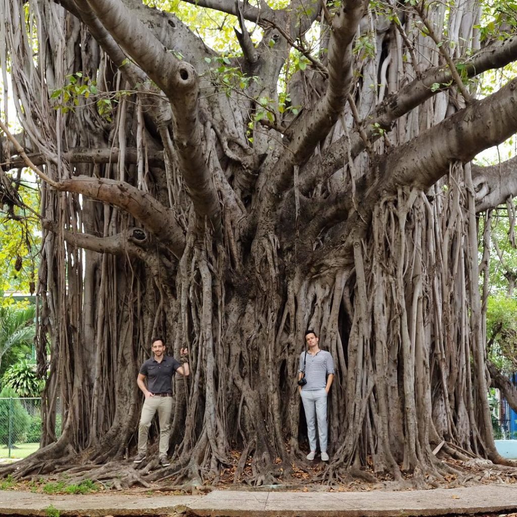 @thehorticult: Havana is full of banyan trees (ficus)This is the largest one we found near the …