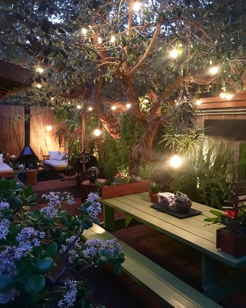 @thehorticult: New string lights up beneath the canopy of the feijoa tree (see install in stor…