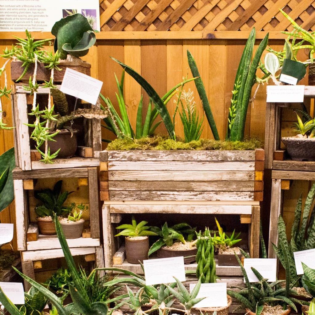 @thehorticult: Alright sansevieria buffs 🤓We all know that this genus of succulents is quite wa…