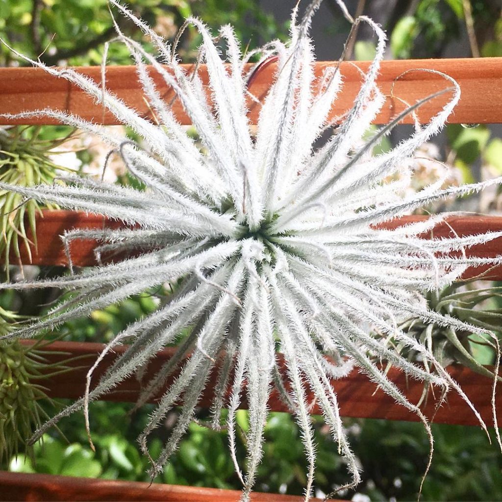 @thehorticult: Tillandsia tectorum — the fuzziest of air plants ️ Those fuzzy white hairs are t…