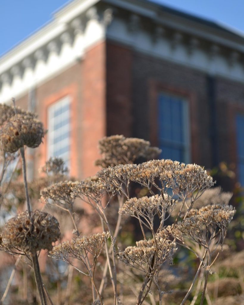 @richardmiers: More sturdy Sedum seed heads, this time with a Phlomis but these aren’t just any…