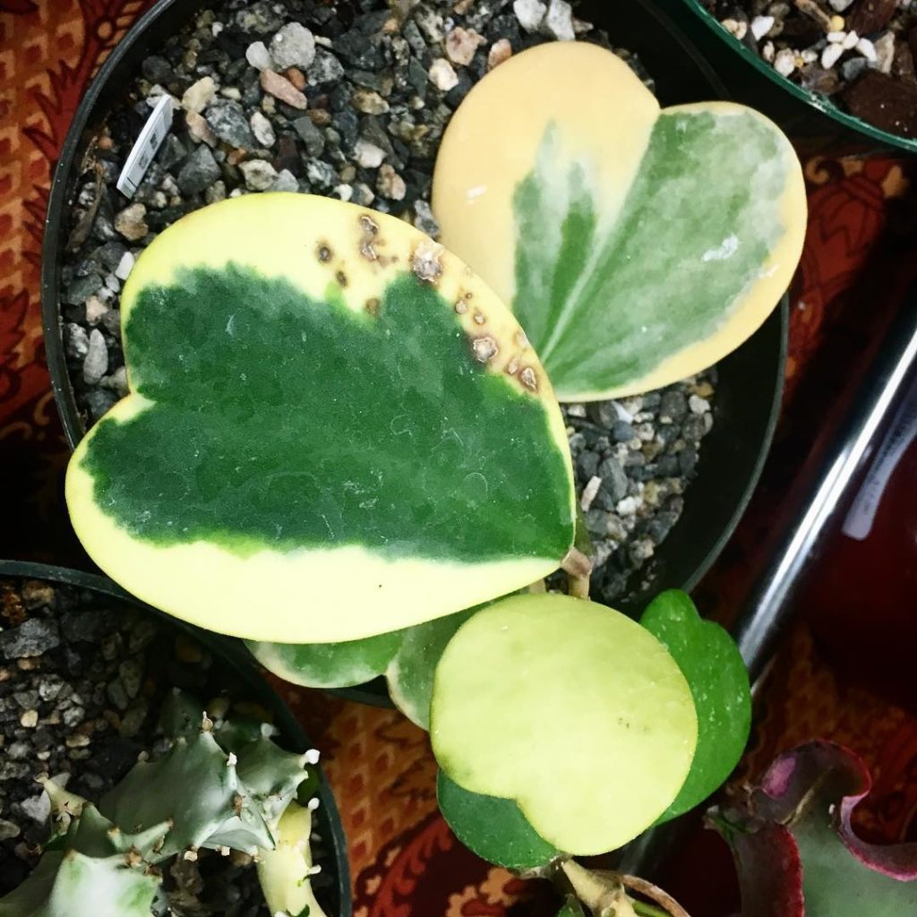 @thehorticult: The sweetheart plant (Hoya kerrii ‘Variegata’) that got away And who walked out…