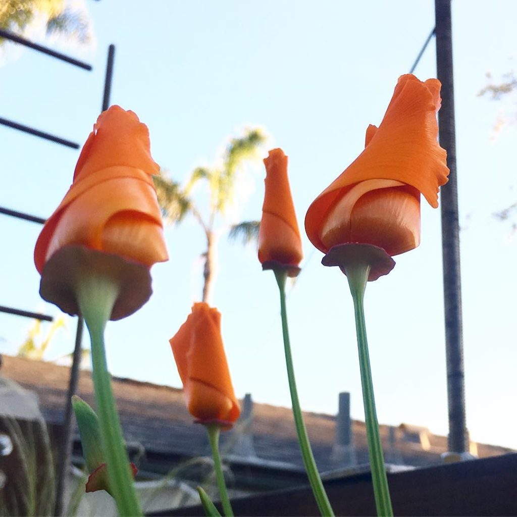 @thehorticult: We’ve got California poppies! They took the liberty of reseeding themselves thi…