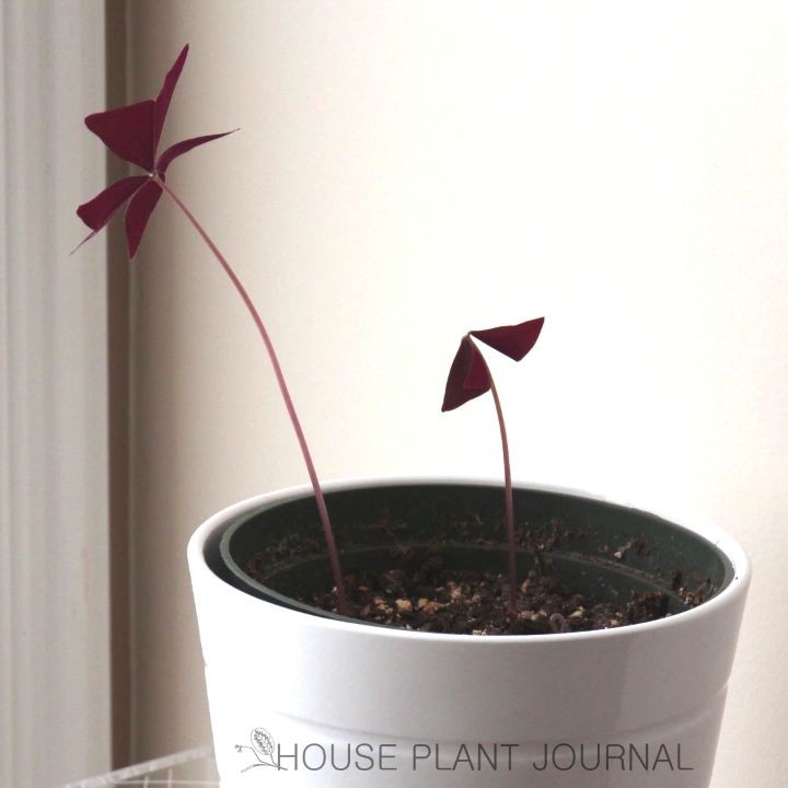 @houseplantjournal: Observe this #oxalis clip 3 times and notice:
– the timing of the opening and cl…