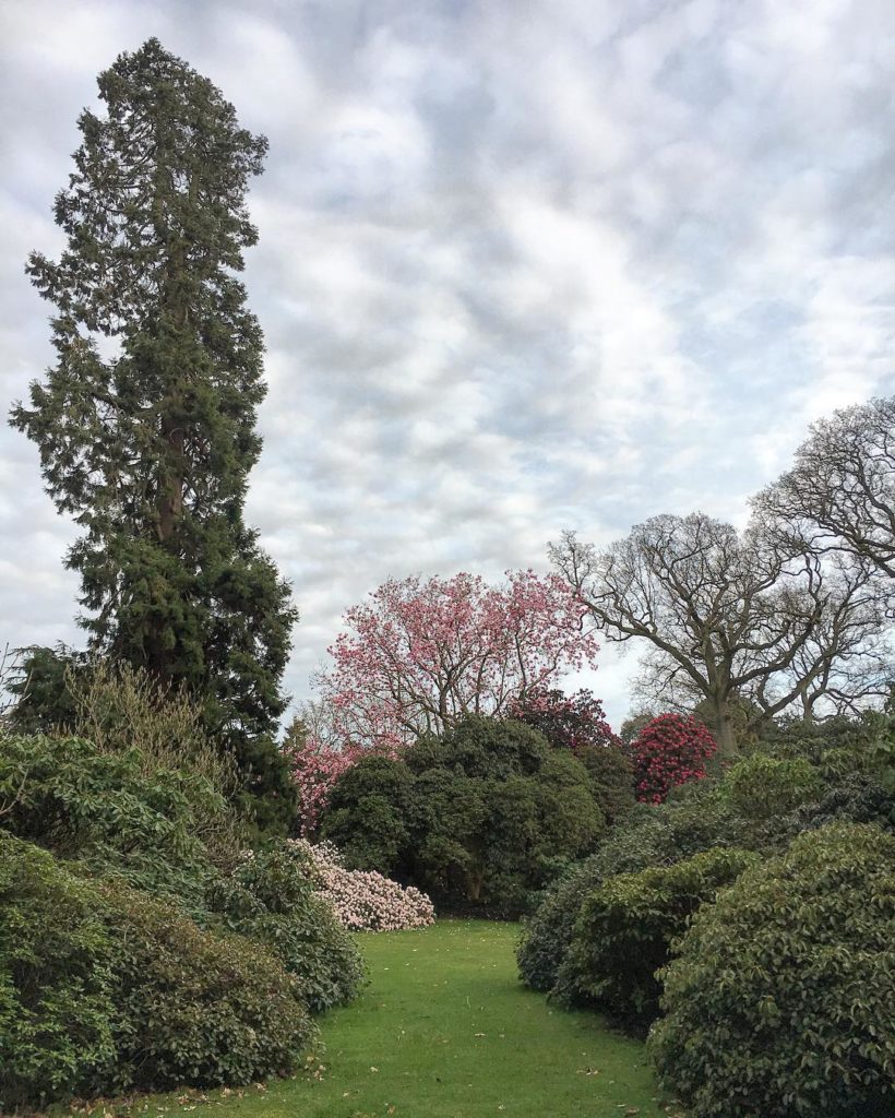 @marielouiseagius: #Land of #giants! The already #huge #Magnolia campbellii is dwarfed against the …
