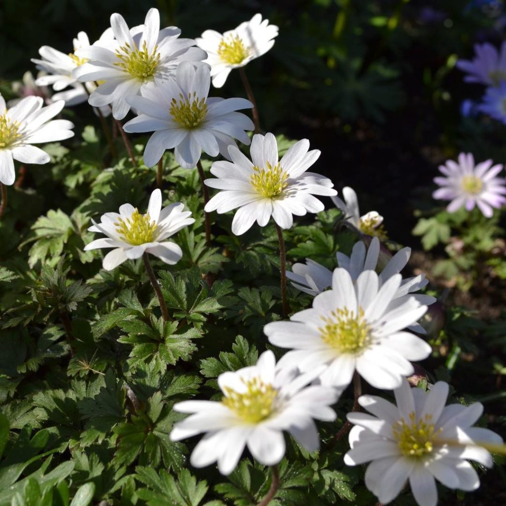 @richardmiers: Another early flowering woodland favourite of Richard Miers Garden Design. The W…