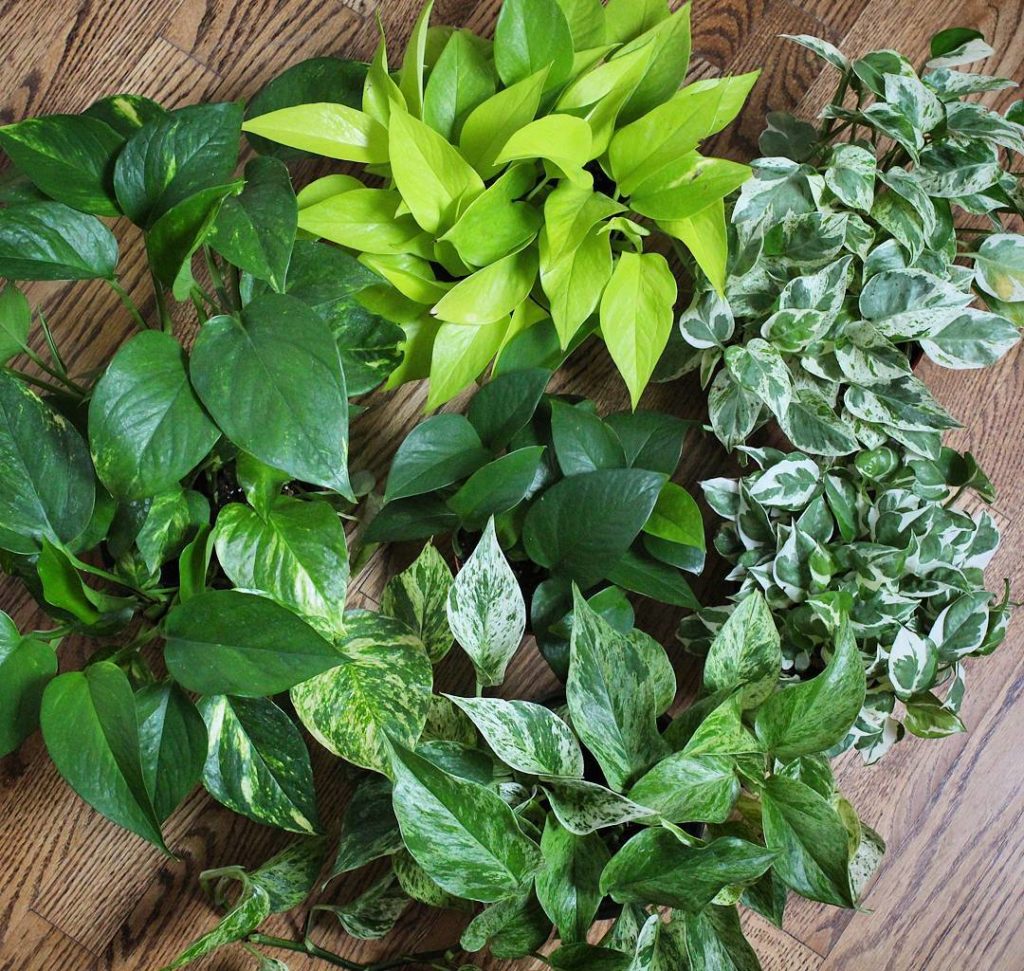@houseplantjournal: Let’s look at some Epipremnum varieties (commonly called Pothos; clockwise from …