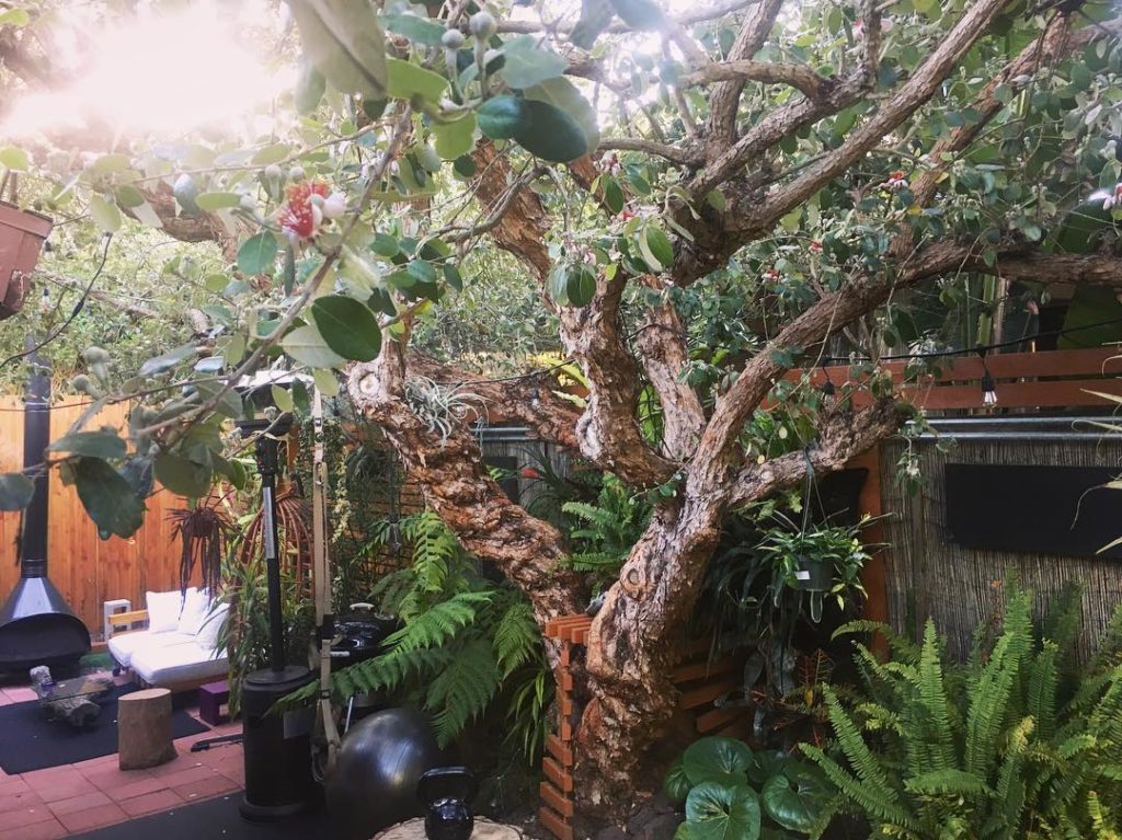 @thehorticult: It’s feijoa tree flowering season! Our massive pineapple guava tree that spans …