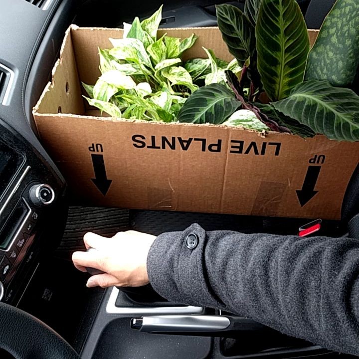 @houseplantjournal: Sometimes it’s a bumpy ride back home but I’m comfortable with house plant stabi…