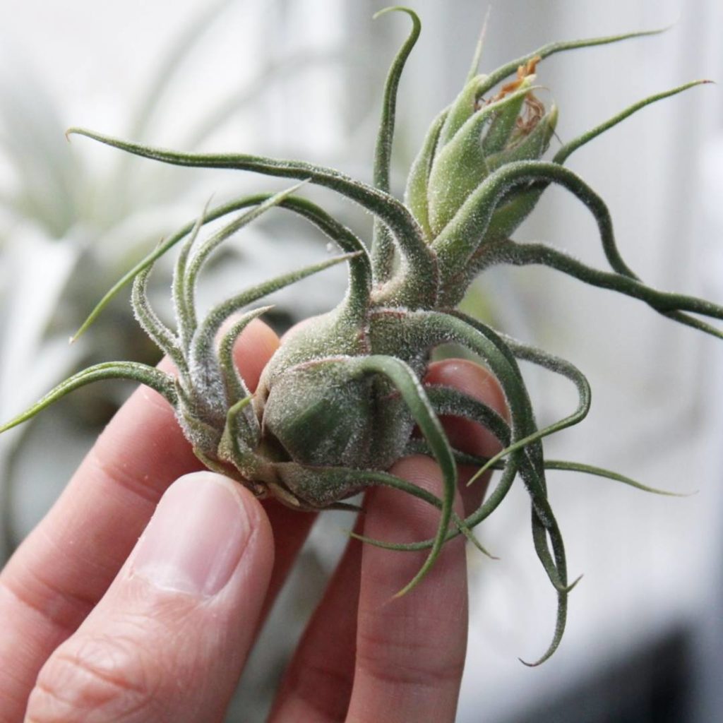 @houseplantjournal: Air plant pup for #tillandsiatuesday – look at how fresh the trichomes are, eage…