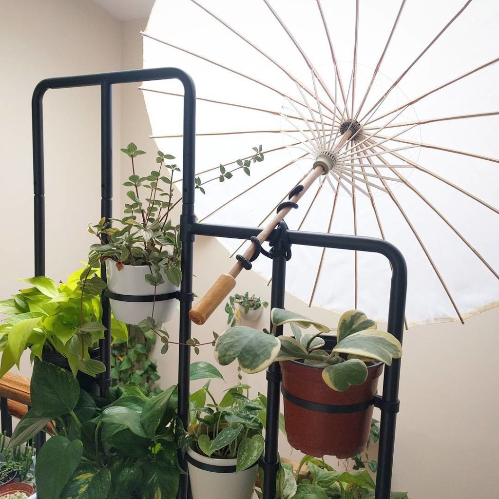 @houseplantjournal: Another way to achieve “bright indirect light” is to block the direct sun with a…