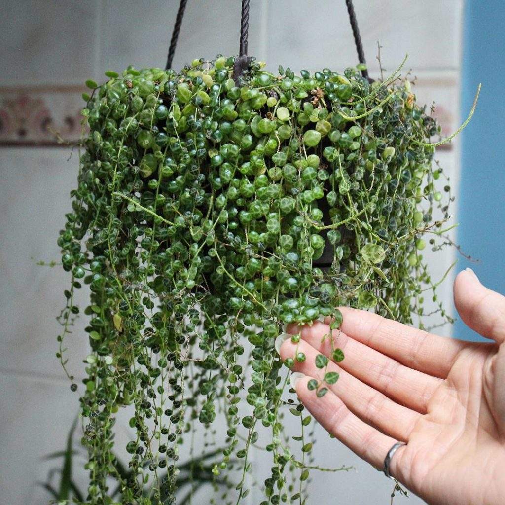 @houseplantjournal: This peperomia prostrata is starting to get some direct sun, which is a bit hars…