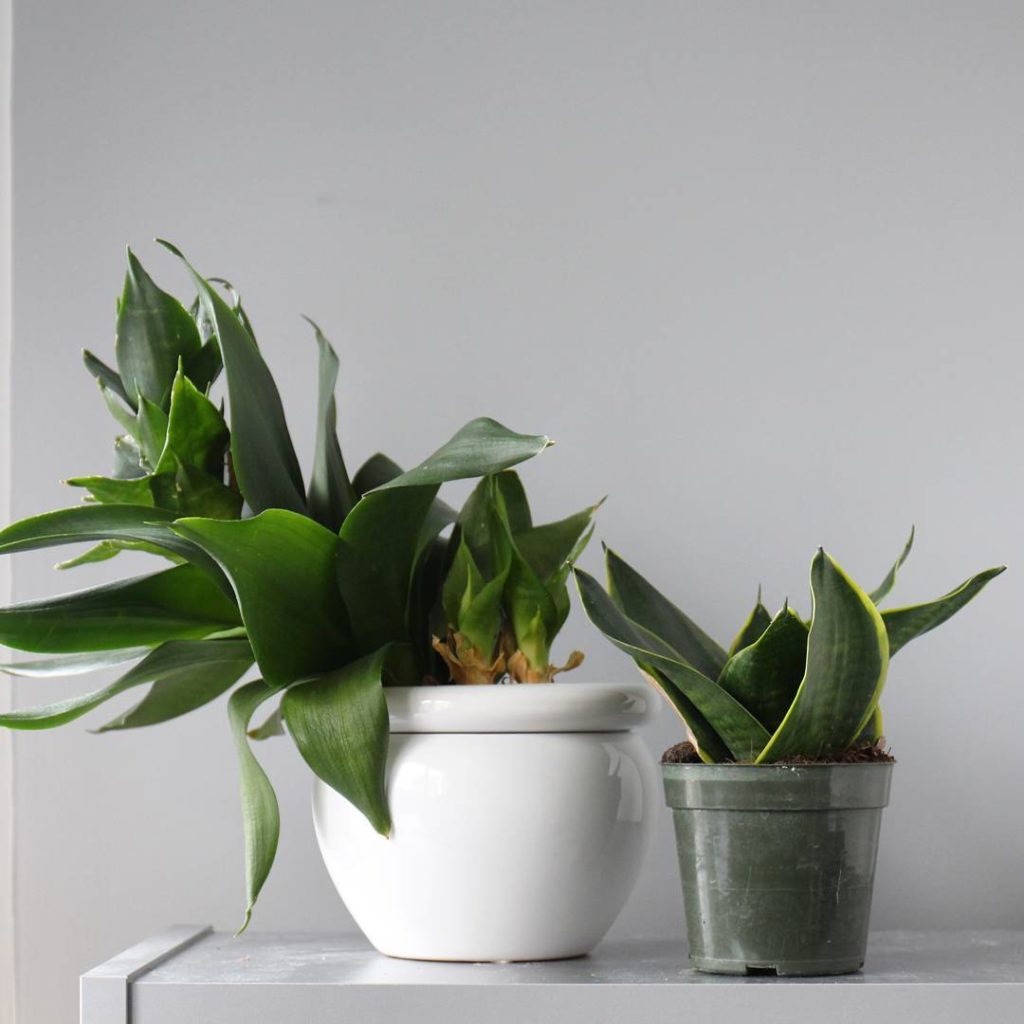 @houseplantjournal: Left: a 3 year old S. trifasciata ‘Hahnii’ (bird’s nest snake plant). Right: 1 y…