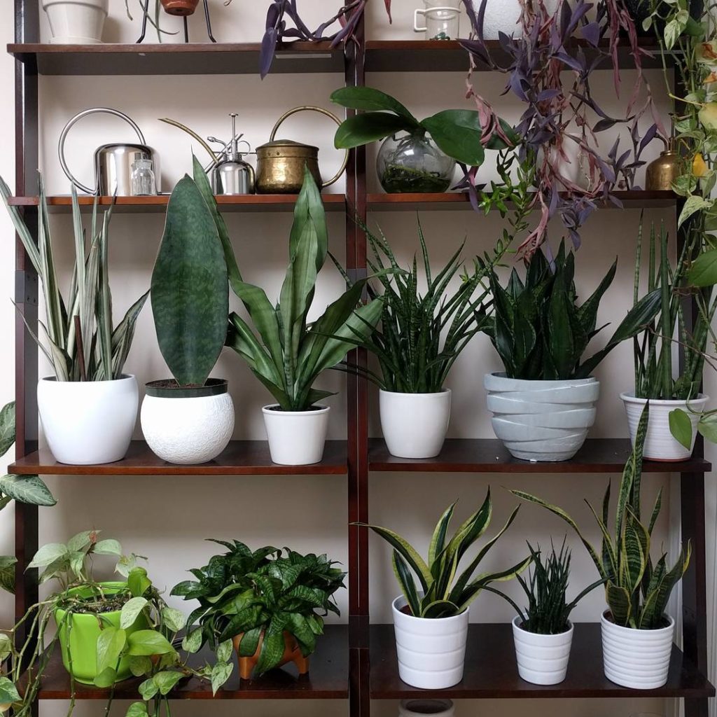 @houseplantjournal: It’s so nice to be home during prime time photosynthesis! Happy Victoria Day!
~
…