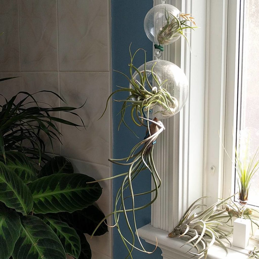 @houseplantjournal: Air plants are okay to see the sun in the morning. Thinner tropical foliage plan…