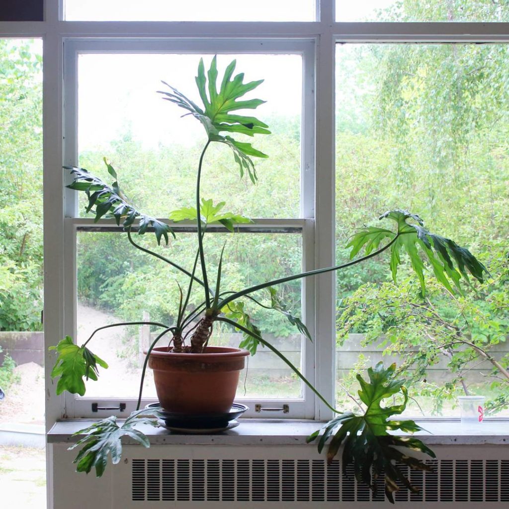 @houseplantjournal: Plants with character: sparse can be pleasing
~
~
#philodendron #philodendronsel…