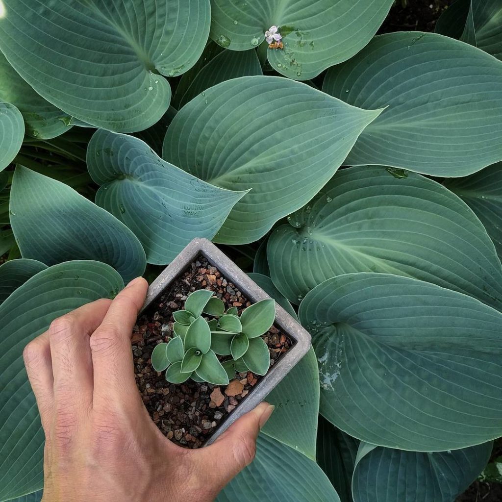 @houseplantjournal: Bonsai hosta with regular hosta: what I love most about this is how the charm of…