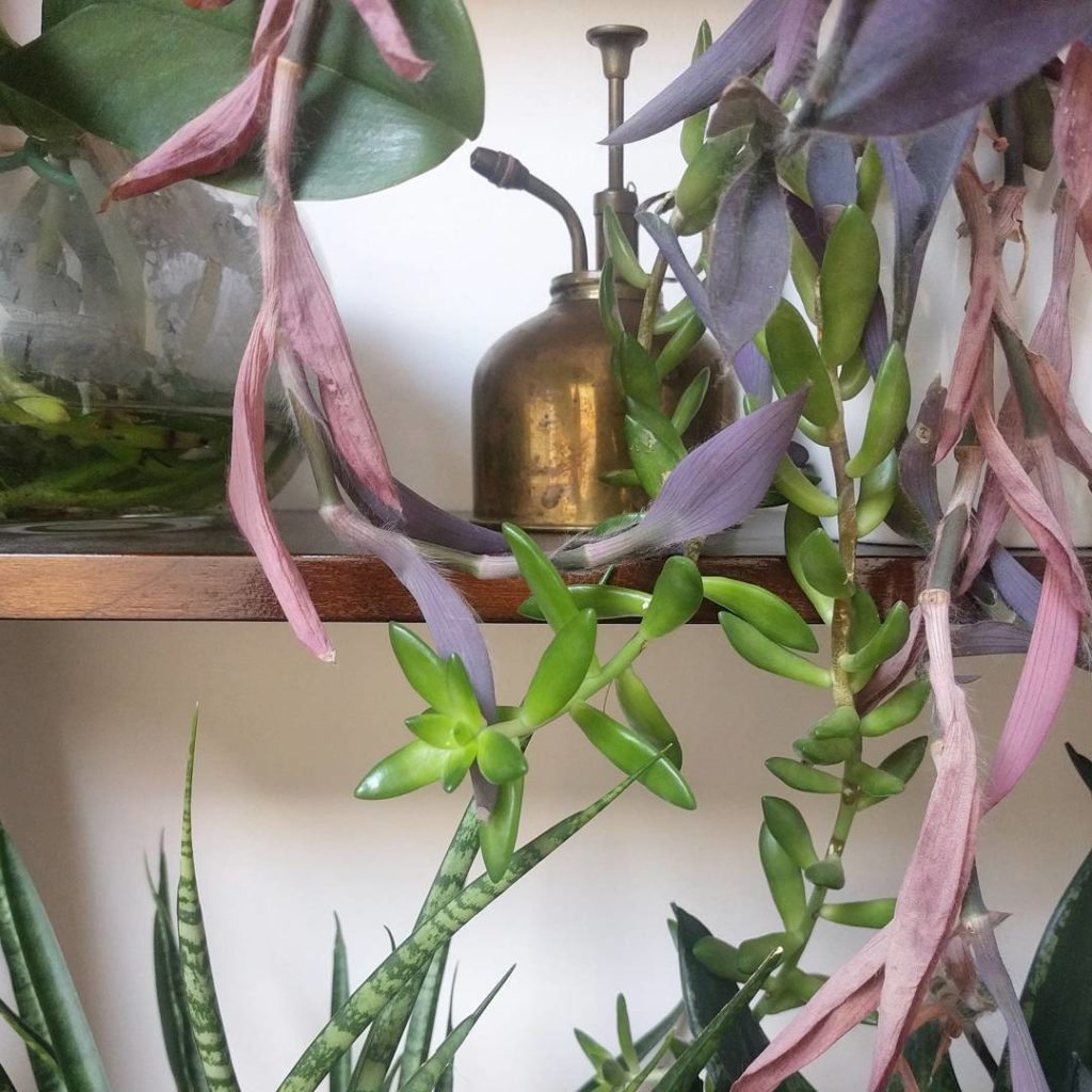 @houseplantjournal: #foliagefriday – I keep forgetting the name this succulent on my shelf so it’s m…