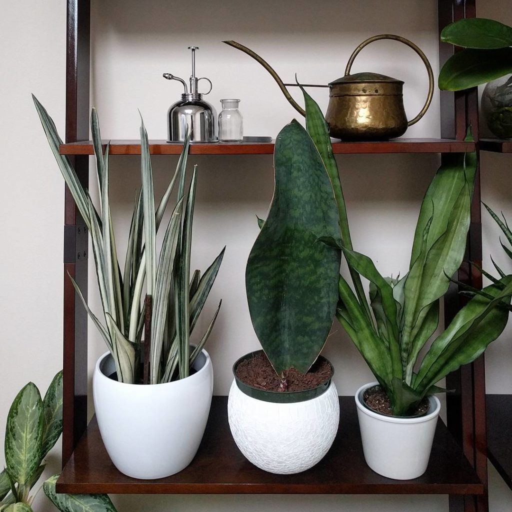 @houseplantjournal: #sansevieriasunday – I noticed something very exciting happening with my whale f…