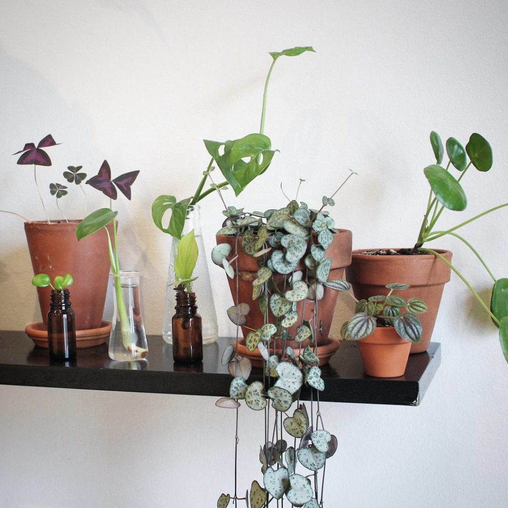 @houseplantjournal: #tbt when I visited @sweetyoxalis. I always wish I had taken more photos but I w…