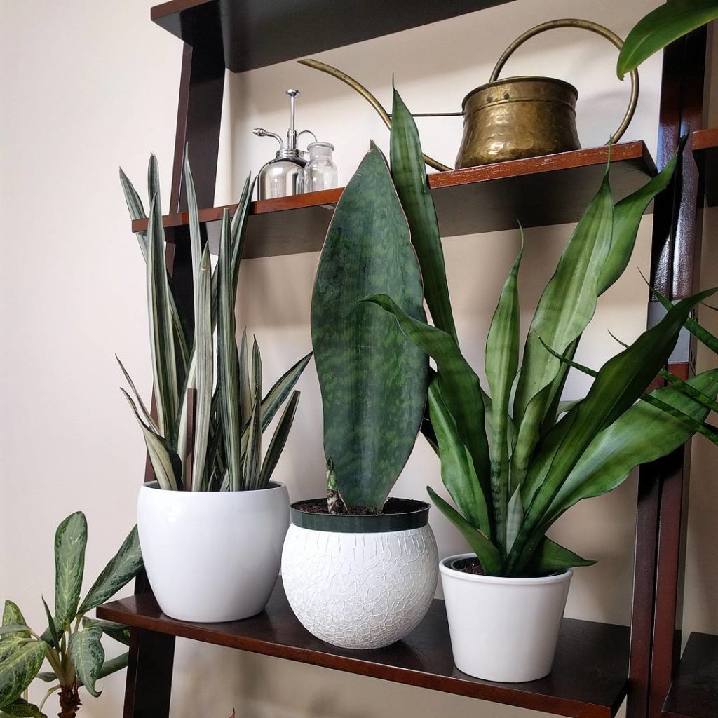 @houseplantjournal: #sansevieriasunday – left to right: S. trifasciata ‘Bantel’s Sensation’, S. maso…