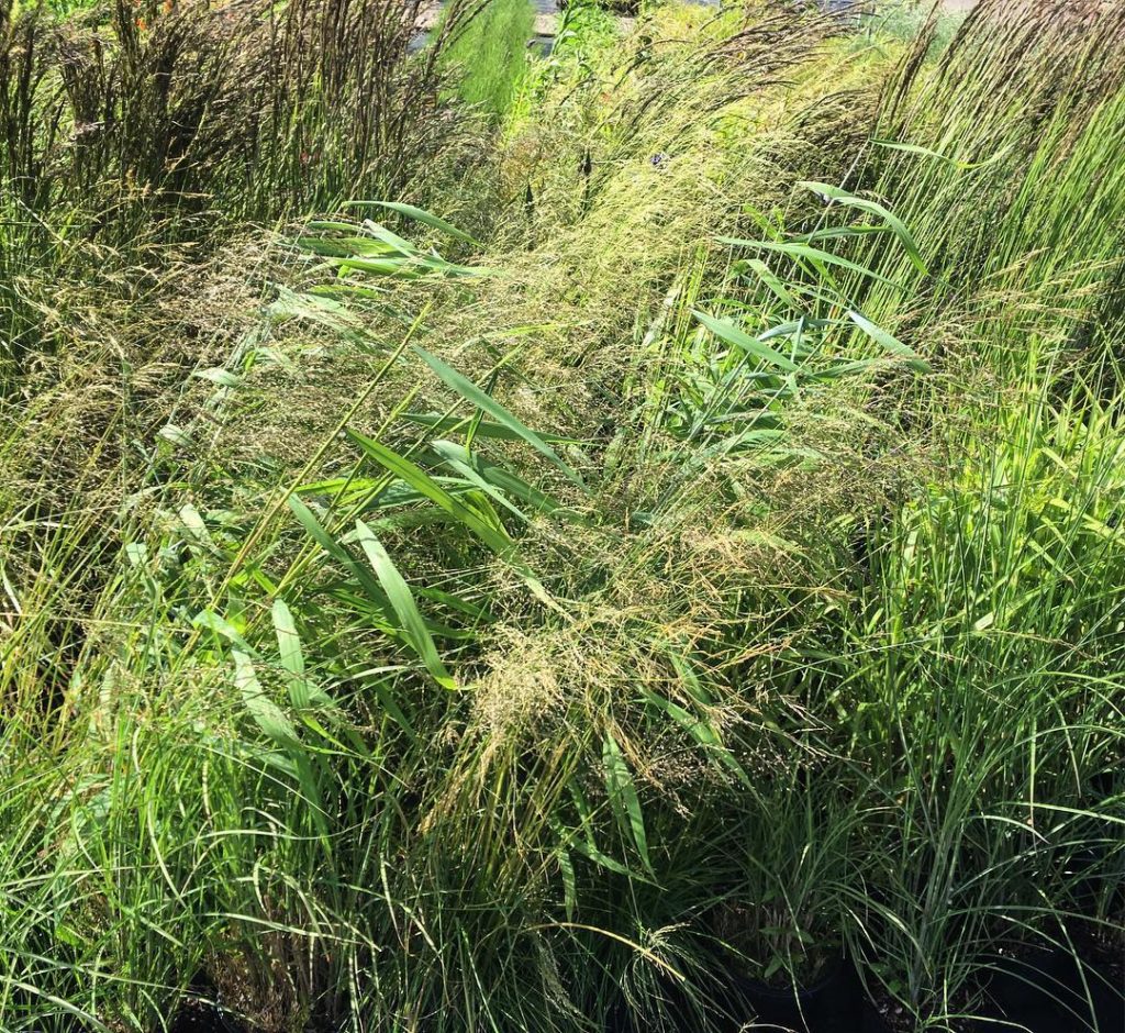 @tommasseyuk: Great fun @hortusloci today talking to @perennialgrbs volunteers about the #pere…