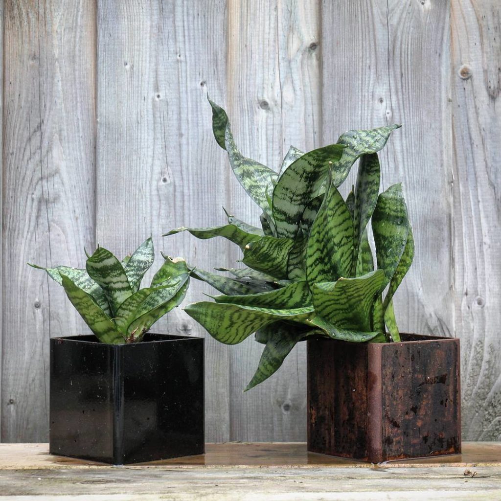 @houseplantjournal: Snake plants looking great whether shiny and new or @beautifully_tarnished (meta…