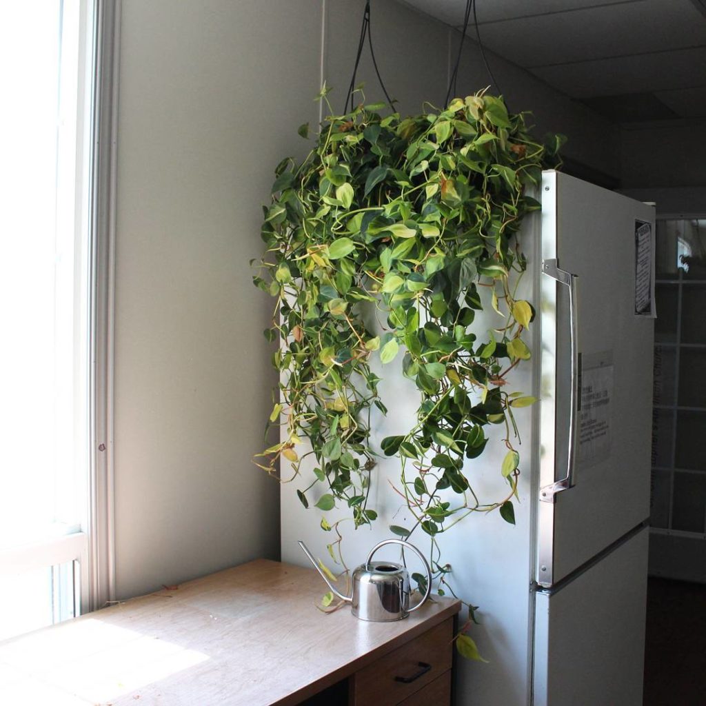 @houseplantjournal: The intense summer sun causes such rapid photosynthesis that the soil moisture g…