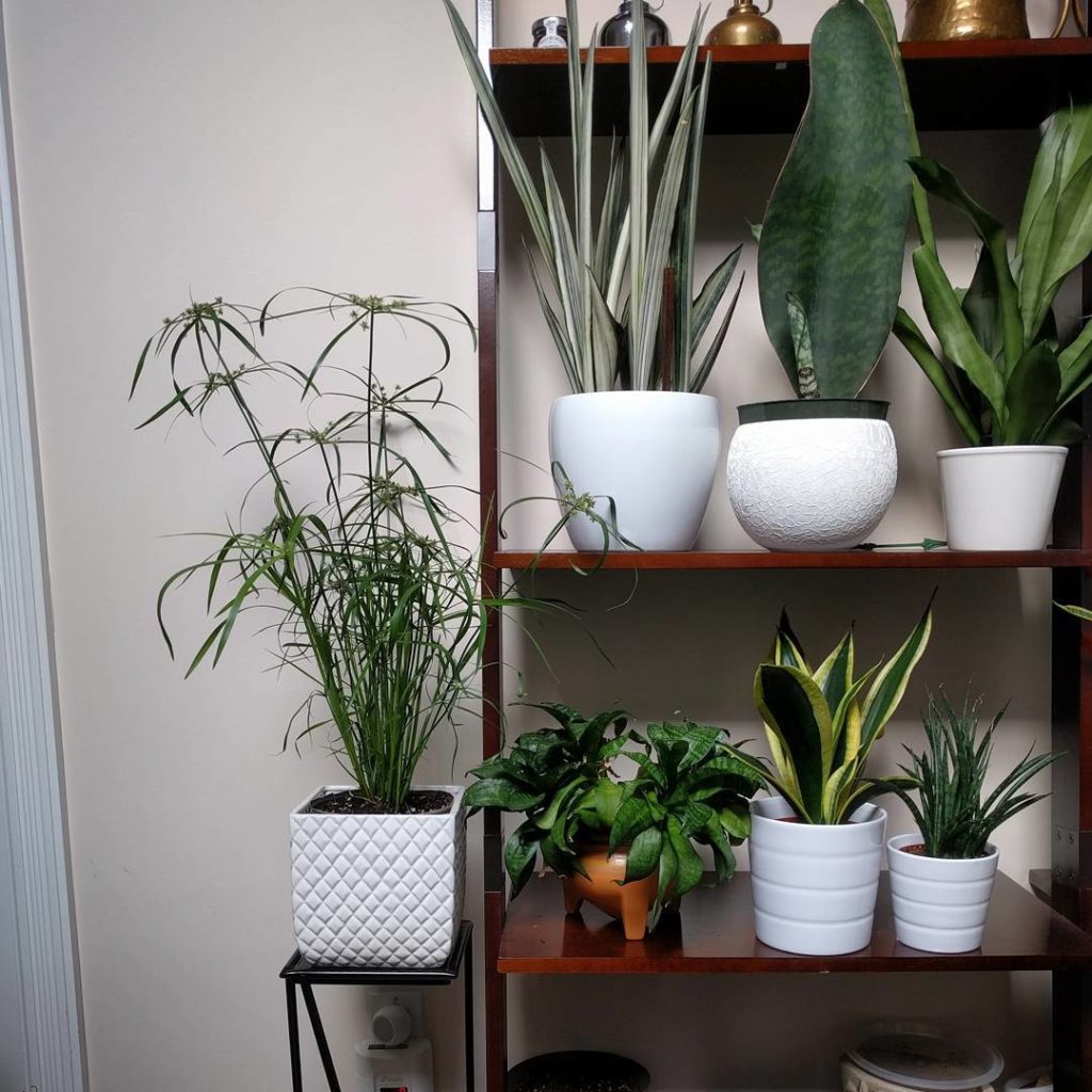 @houseplantjournal: #sansevieriasunday with special guest, dwarf papyrus. The label said it’s an out…