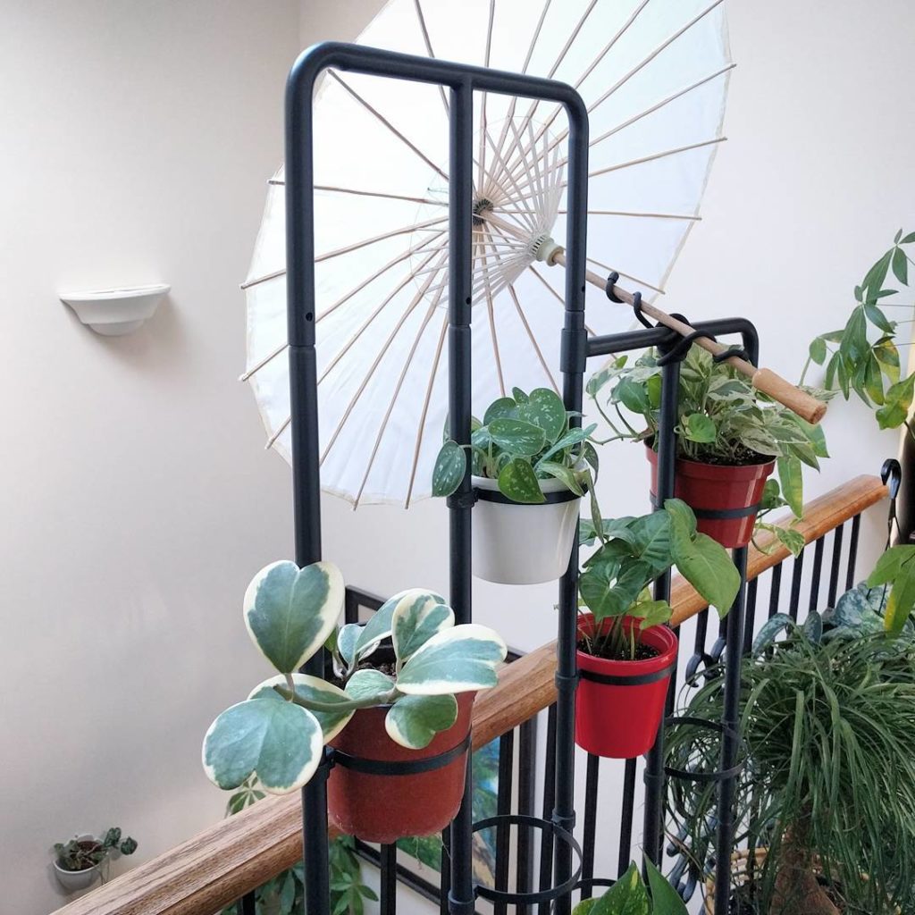 @houseplantjournal: I have to block some of the direct sun on these tropical foliage plants but the …