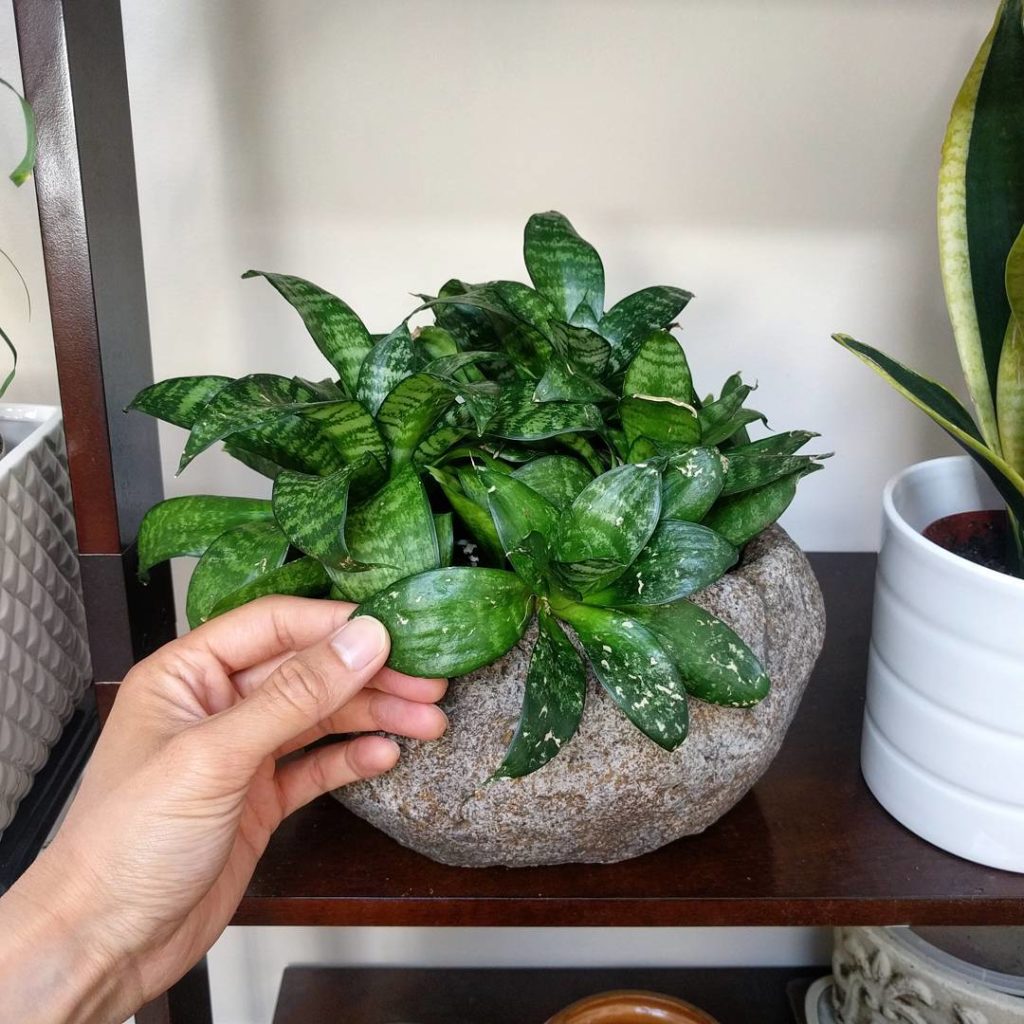 @houseplantjournal: My vintage snake plant looks happier in her new pot – it has a single drainage h…