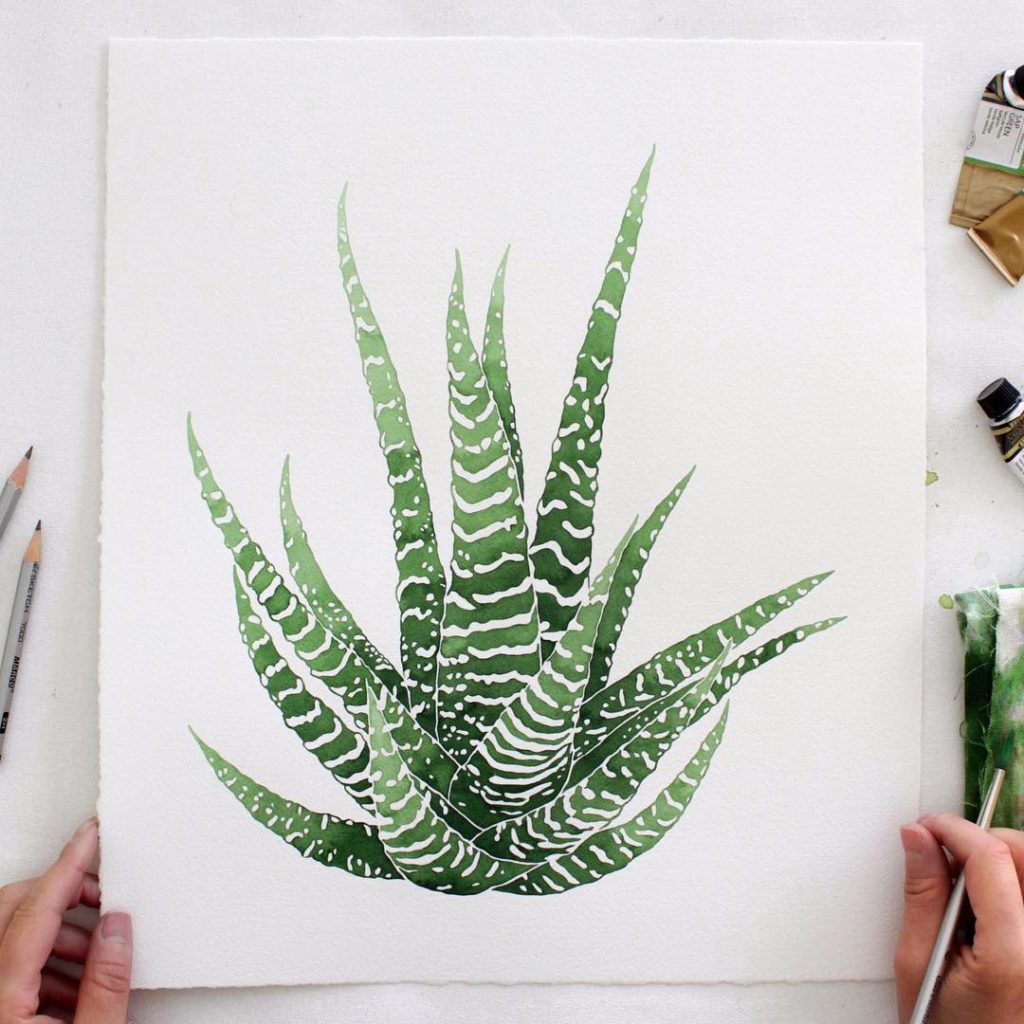 @livingpattern: Haworthia Zebrina, feels good to be painting again! This plant’s natural stripin…