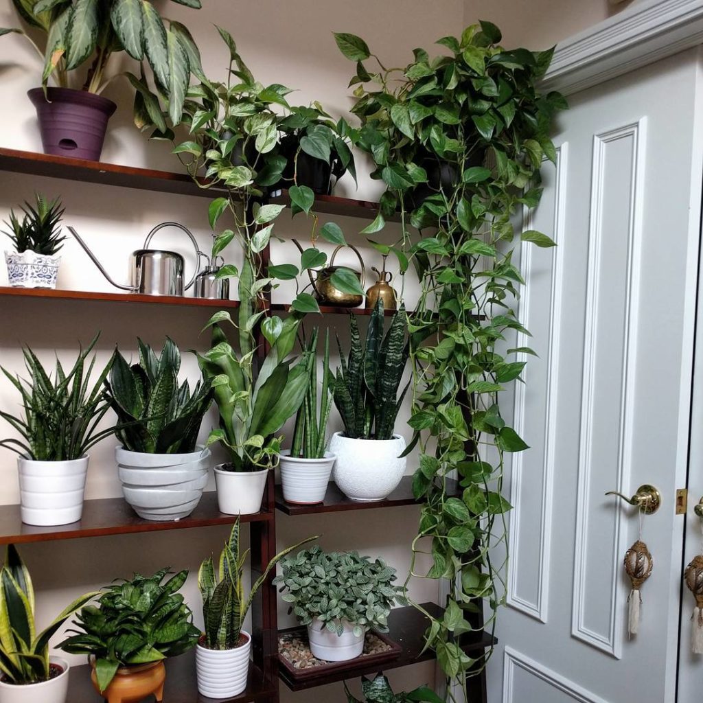 @houseplantjournal: #tbt is an excuse to dig up old photos of my ladder shelf grow space (light from…