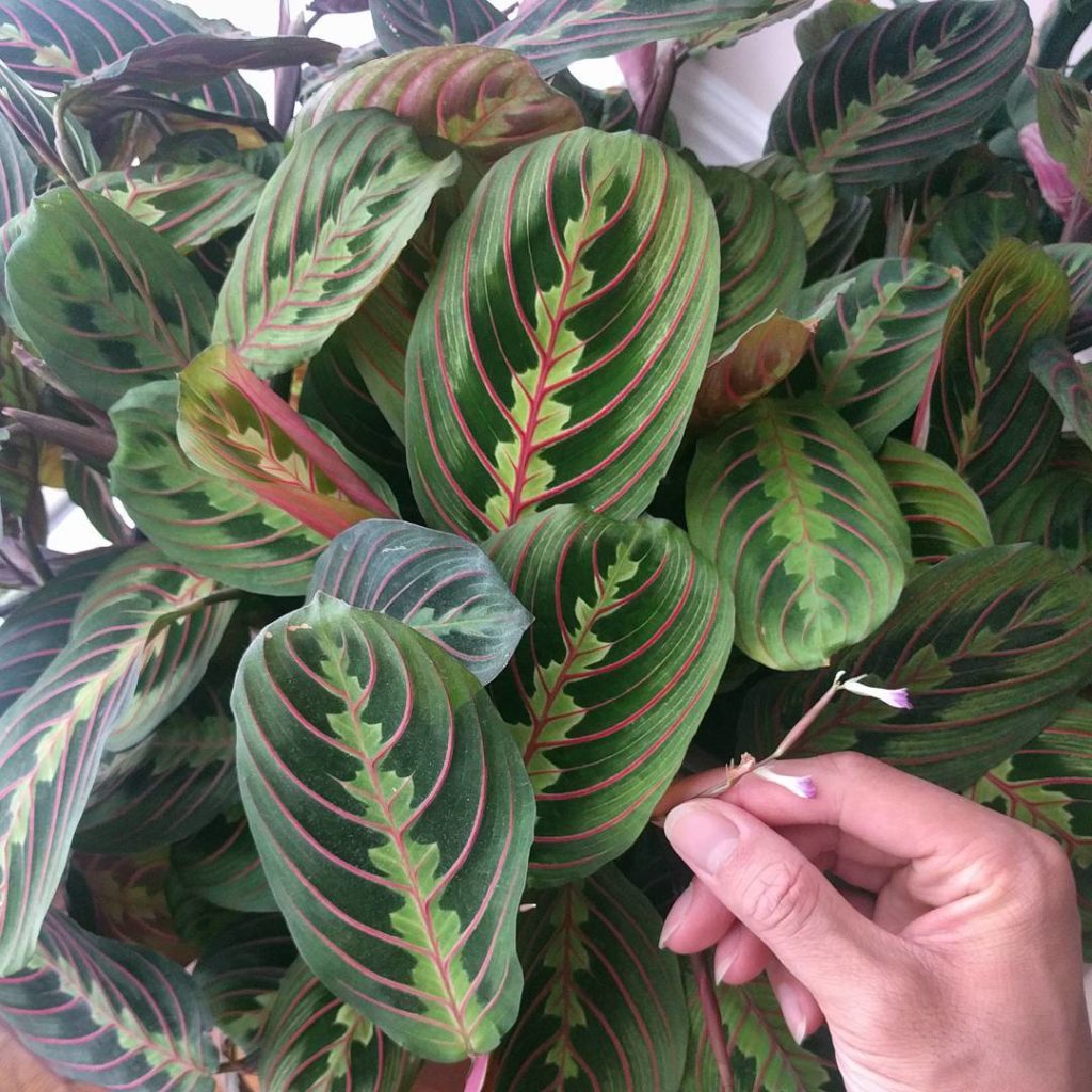 @houseplantjournal: Maranta leuconeura var erythrophylla – the red veined prayer plant with its tiny…