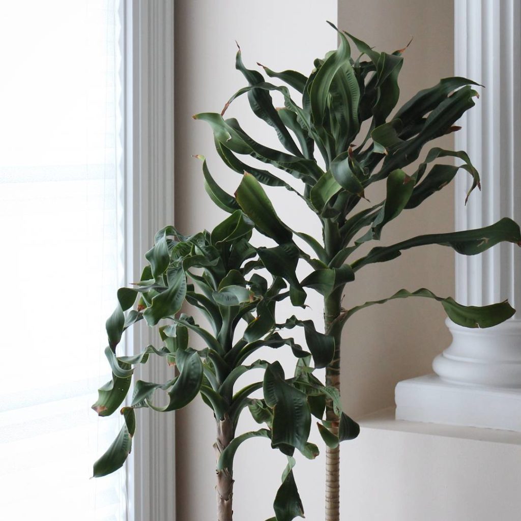 @houseplantjournal: Found a good spot for my Dracaena Torch (not sure of botanical name) – look at t…