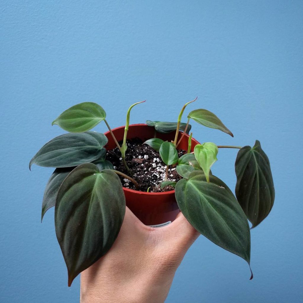 @houseplantjournal: #philodendronfriday propagation is a rewarding experience and a lesson in patien…