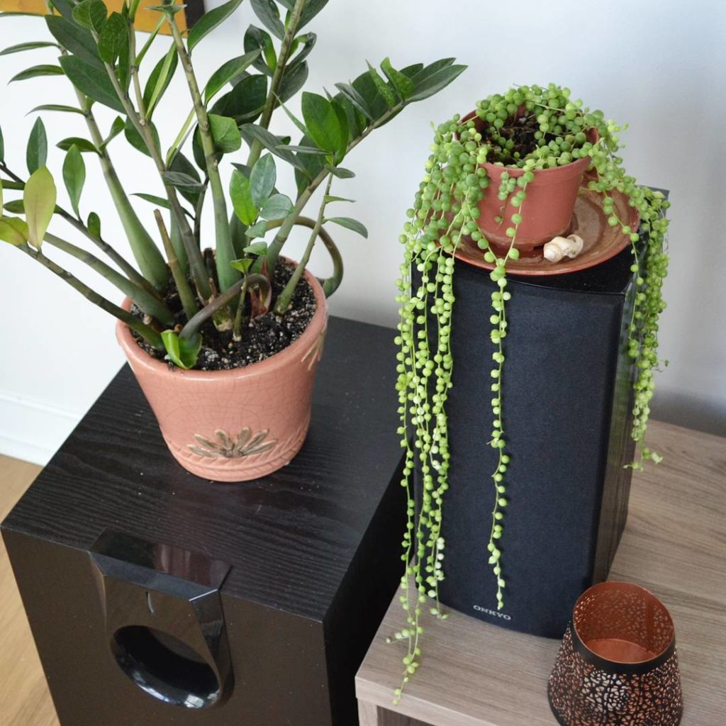 @houseplantjournal: Image 1: it’s nice to see my friend’s string of pearls doing well after more th…