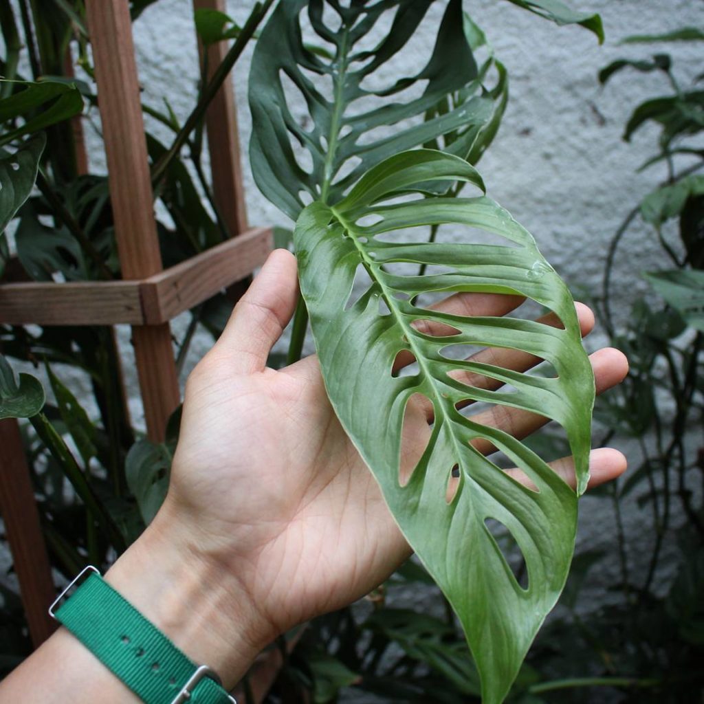 @houseplantjournal: #monsteramonday Monstera adansonii – as with many tropical vines, the higher the…